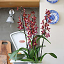 La cambria nécessite peu d'entretien: un arrosage régulier et de l'engrais.