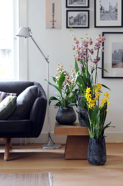 La cambria apprécie une atmosphère humide, et elle supporte mal une atmosphère inférieure à 10° ou supérieure à 25°.