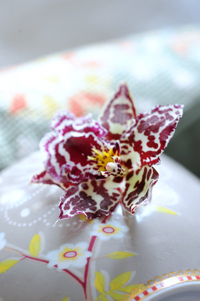 Jaune, marron, rose, rouge, orange...Les fleurs de l'orchidée cambria peuvent être de multiples couleurs.