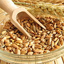 L’épeautre est un grain rustique. Proche du blé, il est plus riche en magnésium, phosphore et vitamines. Cette céréale complète est recommandée pour les troubles intestinaux et les problèmes de sommeil.