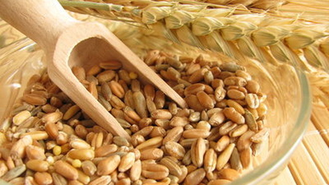 L’épeautre est un grain rustique. Proche du blé, il est plus riche en magnésium, phosphore et vitamines. Cette céréale complète est recommandée pour les troubles intestinaux et les problèmes de sommeil.