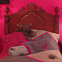 Créez une ambiance particulière dans votre chambre grâce à votre tête de lit. Cet ensemble Montana de Luc Perron réchauffe l'atmosphère de la chambre.