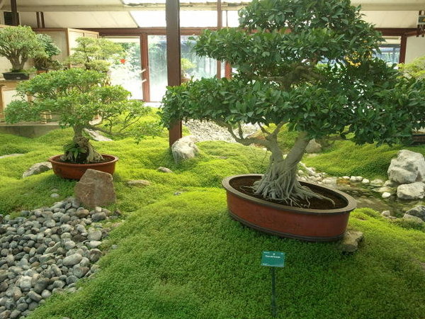 Jardin de bonsaï invitant à la contemplation.