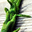 Ariane Mariane Skora