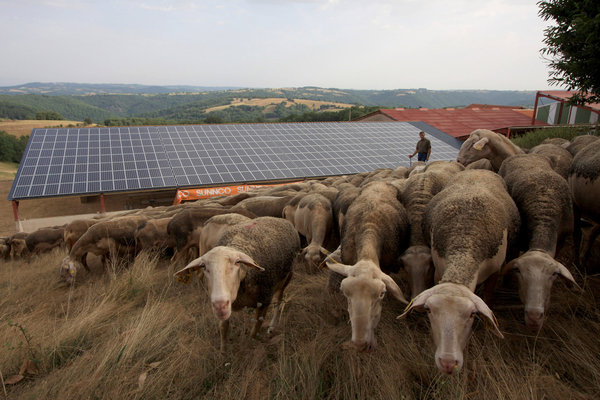 Attentif à la planète, la fromagerie Marty a adopté le solaire sans sa bergerie de Crouzet
