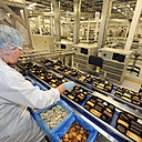 Appliquées, les ouvrières remplissent les boîtes pour ne pas briser les biscuits les plus délicats