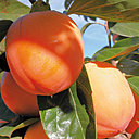 Kaki Persimon dans l'arbre, région de Valence Kaki Persimon dans l'arbre, région de Valence