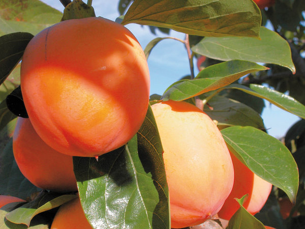 Kaki Persimon dans l'arbre, région de Valence