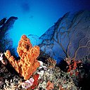 Les somptueux coraux hébergent des nuées de cobias, fusiliers et labres. Les somptueux coraux hébergent des nuées de cobias, fusiliers et labres.