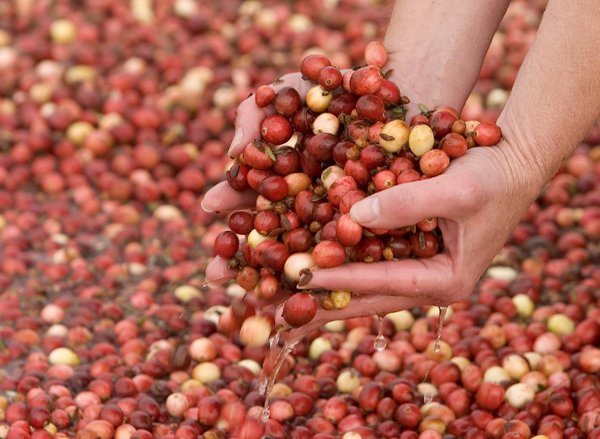 Avant le test du rebond.