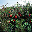 Les arbustes de cranberry, même famille botanique que l'airelle. La cranberry est trois plus grosse et dotée de moins de pépins que sa cousine l'airelle.