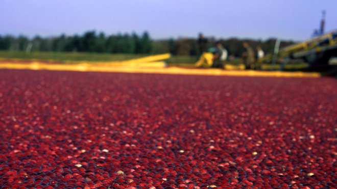 Les champs sont inondés jusqu'à 45 cm de hauteur