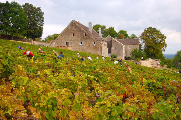 Voici venu le temps des vendanges