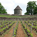 Un splendide pigeonnier s'élève au beau milieu des vignes
