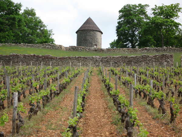 Un splendide pigeonnier s'élève au beau milieu des vignes