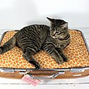 Un coussin à motif girafe fabriqué à la dimension de la valise viendra prendre place dans la cavité.