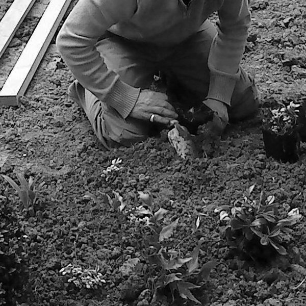 Plantation de vivaces