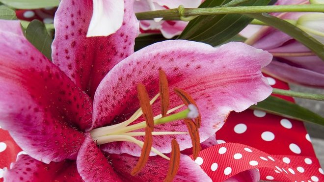 Pour un lys à pois..