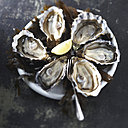 Premier bassin d'élevage d'huîtres en France, la Normandie produit 27 000 tonnes par an
