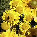 La fleurs de camomille et ses amis volants teint en jaune