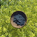 Pigment pastel ou indigotine teint en bleu