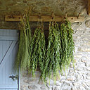 Séchage du lin et de la gaude, la tête en bas bien à l'abri des intempéries