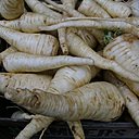 Légume oublié, le panais se distingue de la carotte, par sa racine plus longue et sa couleur blanchâtre.