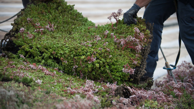La pose d’une toiture végétale est facilitée par le kit « prêt à poser » de Vertige. Une solution simple qui permet d’embellir son habitation, en créant un nouvel espace vert.