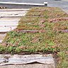Végétaliser sa toiture simplement