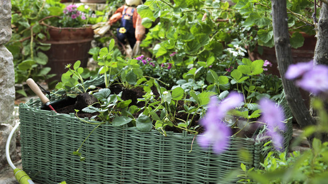Carré potager en osier, de petite taille il est idéal pour les fraisiers et plantes aromatiques.