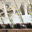 Des bouteilles de même taille s'installent dans la boîte pour y accueillir au fil des saisons, fleurs et branches.