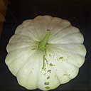 Les pâtissons peuvent être blancs, vert jaune, orangés, ou panachés de ces diverses couleurs.