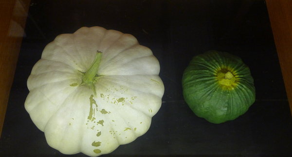 Les pâtissons peuvent être blancs, vert jaune, orangés, ou panachés de ces diverses couleurs.