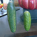 Le cornichon est une plante herbacée de la famille des Cucurbitaceae cultivée pour ses fruits et consommée comme condiment.