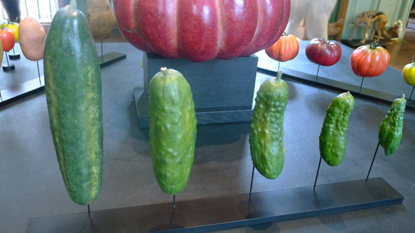 Le cornichon est une plante herbacée de la famille des Cucurbitaceae cultivée pour ses fruits et consommée comme condiment.