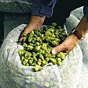 Les inflorescences femelles du houblon servent à aromatiser et conserver la bière.