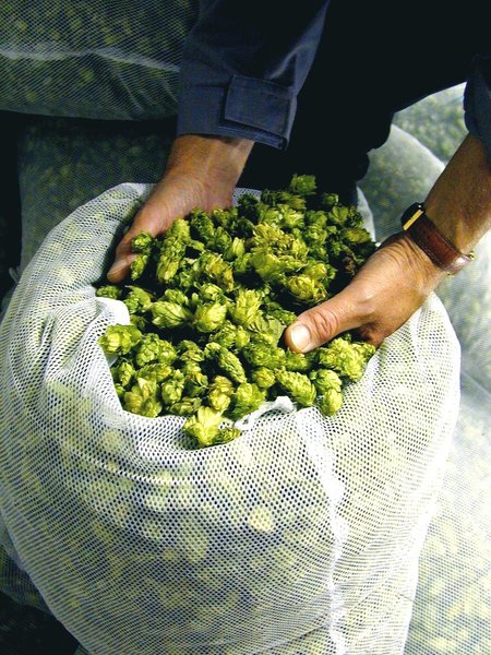 Les inflorescences femelles du houblon servent à aromatiser et conserver la bière.