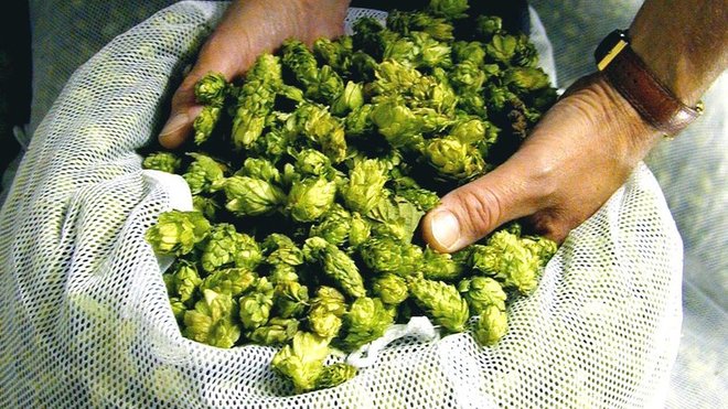 Les inflorescences femelles du houblon servent à aromatiser et conserver la bière. Les inflorescences femelles du houblon servent à aromatiser et conserver la bière.
