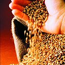 Généralement de l'orge, le malt est une céréale germée.