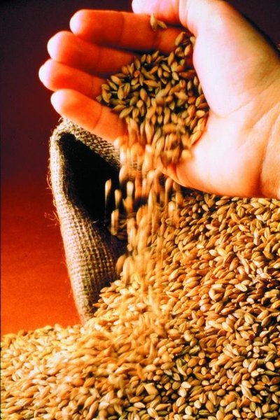 Généralement de l'orge, le malt est une céréale germée.