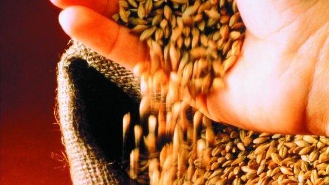 Généralement de l'orge, le malt est une céréale germée. Généralement de l'orge, le malt est une céréale germée.