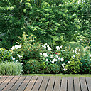 Les topiaires sphériques se mêlent aux rosiers immaculés, pour un jardin à la fois travaillé et vivant.