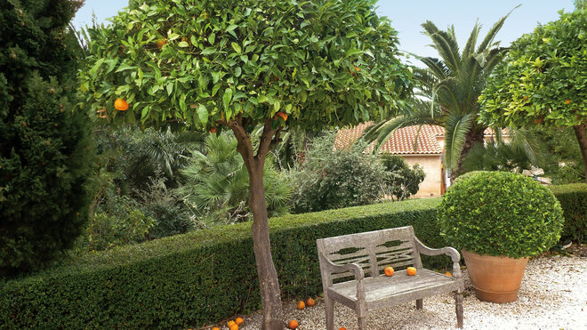 Les agrumes s'invitent dans le jardin. Ici, un vieux banc en bois s'abrite sous un bel oranger, taillé en rond. La plante en pot, de forme sphérique, fait écho à l'arbre fruitier. Les agrumes s'invitent dans le jardin. Ici, un vieux banc en bois s'abrite sous un bel oranger, taillé en rond. La plante en pot, de forme sphérique, fait écho à l'arbre fruitier.