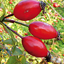 Des bouquets de baies, d'un rouge vif et profond, égayent la verdure et les tonalités pâles du jardin.