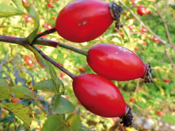 Des bouquets de baies, d'un rouge vif et profond, égayent la verdure et les tonalités pâles du jardin.