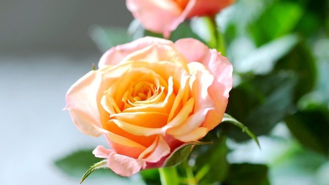 Les roses ne sont pas toujours de couleur uniforme. Ces roses d'intérieur vont du jaune orangé au rose doré, et éclairent n'importe quel pièce d'une lueur réconfortante.