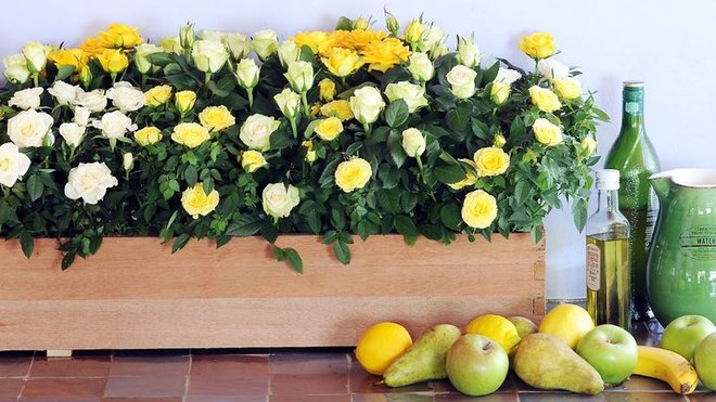Dans la cuisine, un pot de bois, tout en longueur, accueille de mini rosiers jaunes. Les fleurs se marient très bien au style un peu rustique de la décoration.