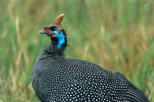 Si la pintade est "bien fardée", elle possède également une chair généreuse et juteuse, dont le goût s'accompagne de toutes les saveurs. Une volaille légère, qui s'inscrit dans les viandes "maigres", avec ses 5 % de matière grasse.