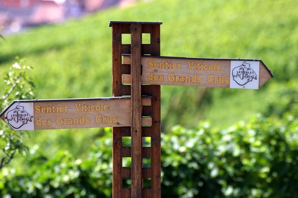 La route des vins est un très jolie façon de faire du tourisme.