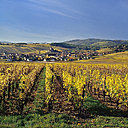 Sylvaner, gewürztraminer ou riesling, l'Alsace regorge de vins, presque tous blancs.